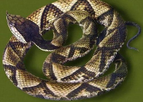 毒蛇4.3密卡最新爆料,揭秘游戏新内容与更新亮点 第2张 毒蛇4.3密卡最新爆料,揭秘游戏新内容与更新亮点 第2张