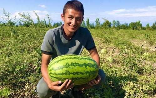 小康吃瓜视频在线观看免费,带你领略网络短视频的魅力  第2张